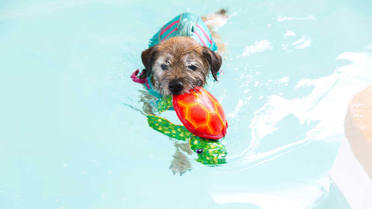 Fido Physio - Programs - Puppy Paddle & Play
