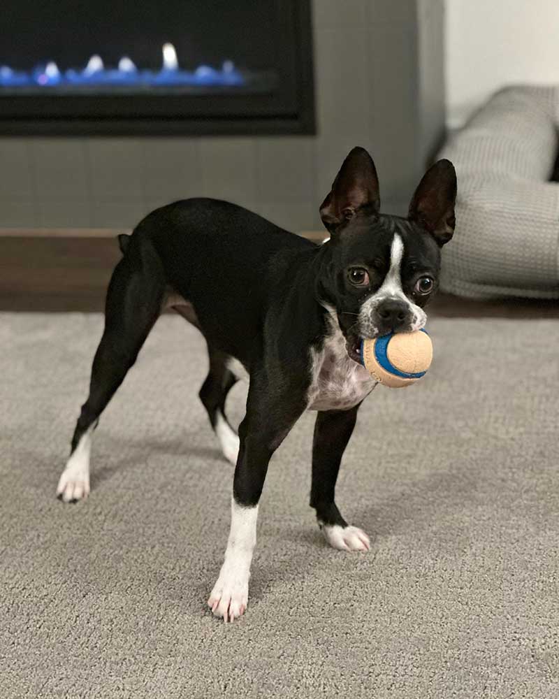 Featured Fido - April 2023 - Brynna with a ball