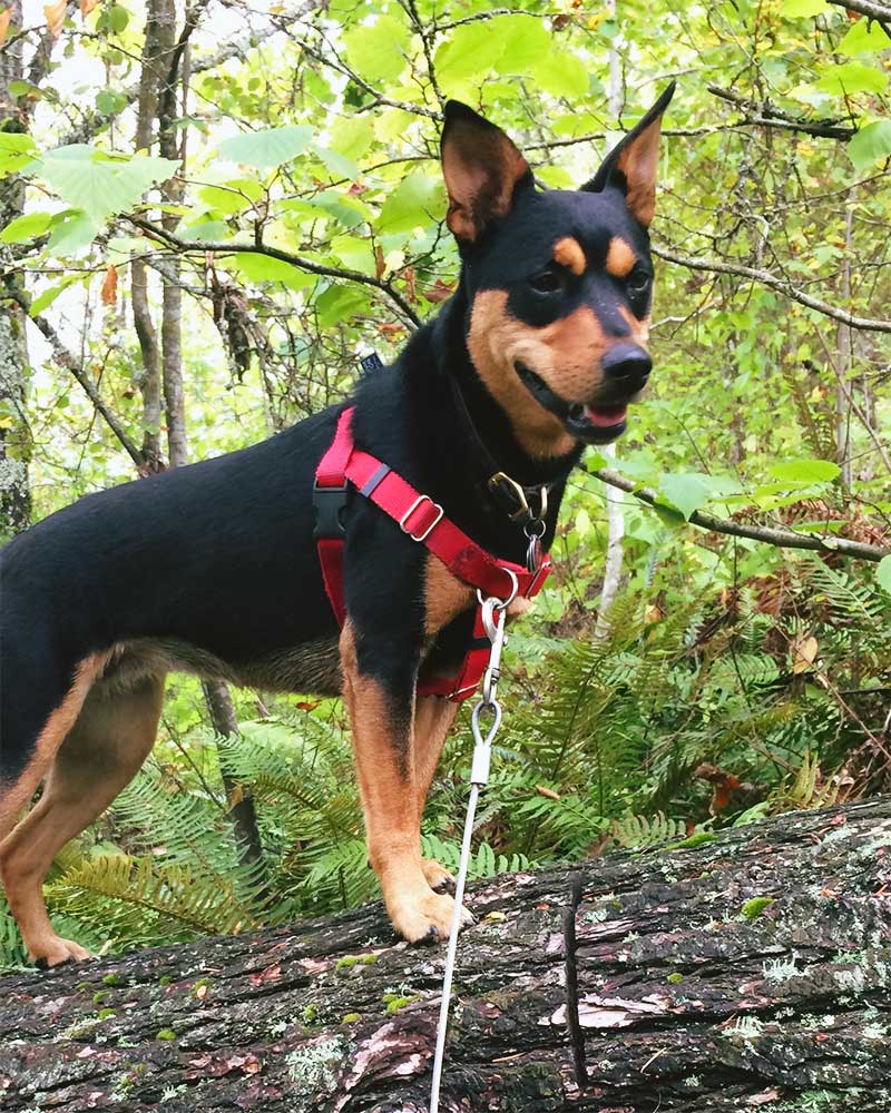 Featured Fido - May2023 - Ruby standing on a fallen tree