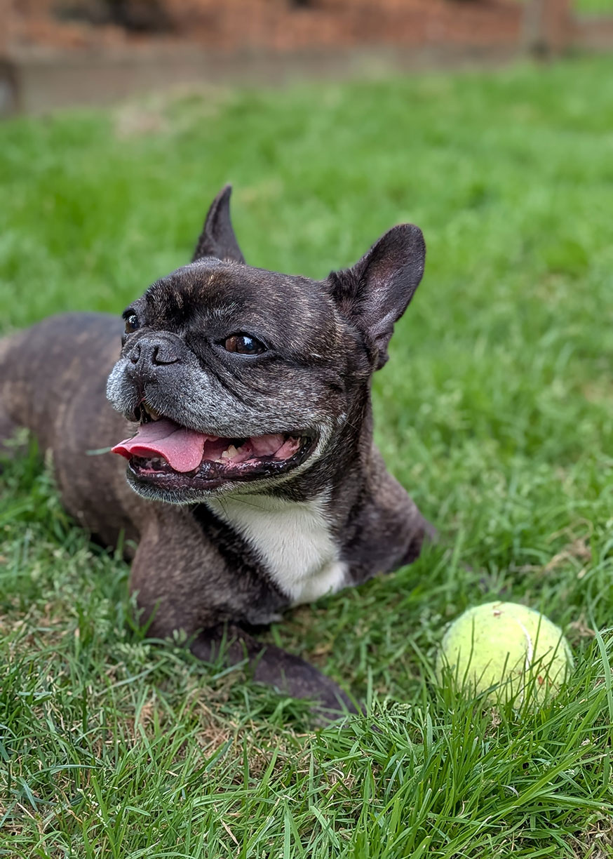 Lady Lux - 11 year old Boston Terrier